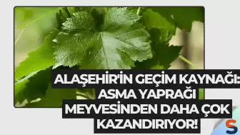 Alaşehir'in Geçim Kaynağı: Asma Yaprağı Meyvesinden Daha Çok Kazandırıyor!