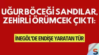 Uğur Böceği Sandılar, Zehirli Örümcek Çıktı: İnegöl’de Endişe Yaratan Tür