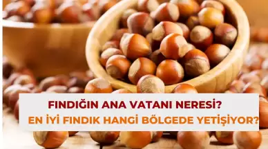 Fındığın Ana Vatanı Neresi? En İyi Fındık Hangi Bölgede Yetişiyor?
