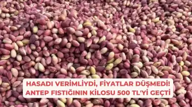 Hasadı Verimliydi, Fiyatlar Düşmedi! Antep Fıstığının Kilosu 500 TL'yi Geçti