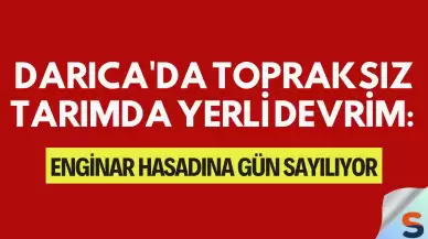 Darıca'da Topraksız Tarımda Yerli Devrim: Enginar Hasadına Gün Sayılıyor