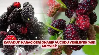 Karadut: Karaciğeri Onarıp Vücudu Yenileyen 'Aşk Meyvesi'
