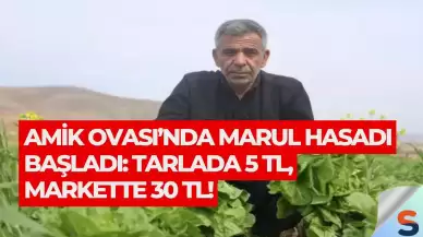 Amik Ovası’nda Marul Hasadı Başladı: Tarlada 5 TL, Markette 30 TL!