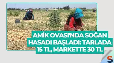 Amik Ovası'nda Soğan Hasadı Başladı: Tarlada 15 TL, Markette 30 TL