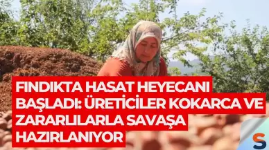 Fındıkta Hasat Heyecanı Başladı: Üreticiler Kokarca ve Zararlılarla Savaşa Hazırlanıyor