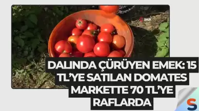 Dalında Çürüyen Emek: 15 TL’ye Satılan Domates Markette 70 TL’ye Raflarda