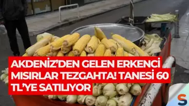 Akdeniz’den Gelen Erkenci Mısırlar Tezgahta! Tanesi 60 TL’ye Satılıyor