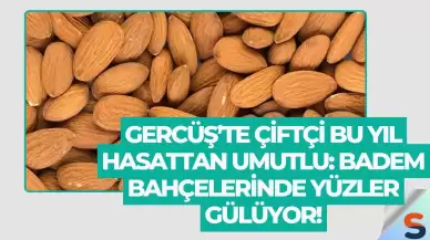 Gercüş’te Çiftçi Bu Yıl Hasattan Umutlu: Badem Bahçelerinde Yüzler Gülüyor!