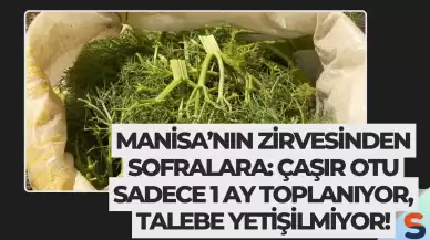 Manisa’nın Zirvesinden Sofralara: Çaşır Otu Sadece 1 Ay Toplanıyor, Talebe Yetişilmiyor!