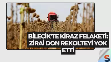 Bilecik'te Kiraz Felaketi: Zirai Don Rekolteyi Yok Etti