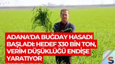 Adana'da Buğday Hasadı Başladı: Hedef 330 Bin Ton, Verim Düşüklüğü Endişe Yaratıyor