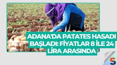 Adana'da Patates Hasadı Başladı: Fiyatlar 8 ile 24 Lira Arasında