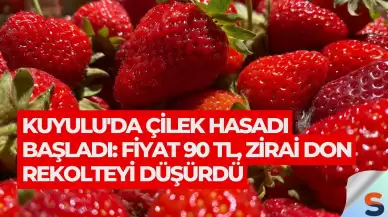 Kuyulu'da Çilek Hasadı Başladı: Fiyat 90 TL, Zirai Don Rekolteyi Düşürdü