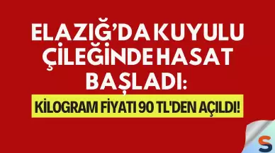Elazığ’da Kuyulu Çileğinde Hasat Başladı: Kilogram Fiyatı 90 TL'den Açıldı!