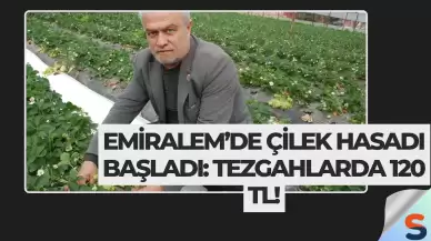 Emiralem’de Çilek Hasadı Başladı: Tezgahlarda 120 TL!
