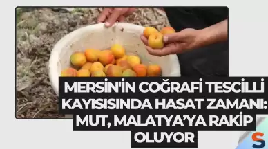 Mersin'in Coğrafi Tescilli Kayısısında Hasat Zamanı: Mut, Malatya’ya Rakip Oluyor