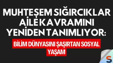 Muhteşem Sığırcıklar Aile Kavramını Yeniden Tanımlıyor: Bilim Dünyasını Şaşırtan Sosyal Yaşam
