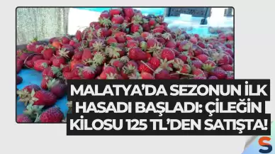 Malatya’da Sezonun İlk Hasadı Başladı: Çileğin Kilosu 125 TL’den Satışta!