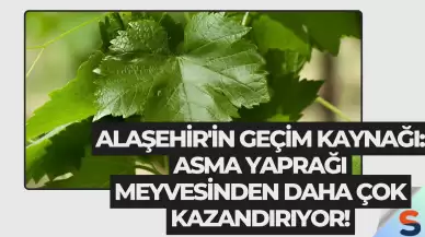 Alaşehir'in Geçim Kaynağı: Asma Yaprağı Meyvesinden Daha Çok Kazandırıyor!