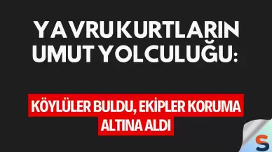 Yavru Kurtların Umut Yolculuğu: Köylüler Buldu, Ekipler Koruma Altına Aldı