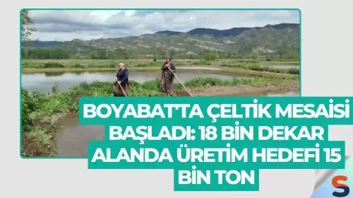 Boyabat'ta Çeltik Mesaisi Başladı: 18 Bin Dekar Alanda Üretim Hedefi 15 Bin Ton
