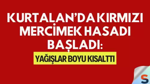Kurtalan’da Kırmızı Mercimek Hasadı Başladı: Yağışlar Boyu Kısalttı