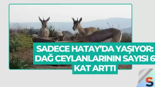 Sadece Hatay’da Yaşıyor: Dağ Ceylanlarının Sayısı 6 Kat Arttı