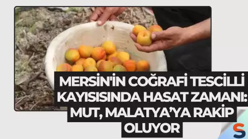Mersin'in Coğrafi Tescilli Kayısısında Hasat Zamanı: Mut, Malatya’ya Rakip Oluyor