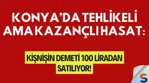 Konya’da tehlikeli ama kazançlı hasat: Kişnişin demeti 100 liradan satılıyor!