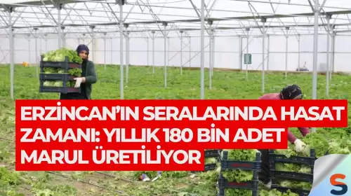 Erzincan’ın Seralarında Hasat Zamanı: Yıllık 180 Bin Adet Marul Üretiliyor