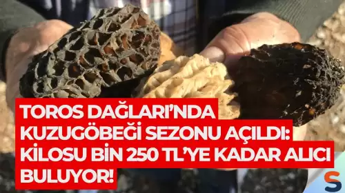 Toros Dağları’nda kuzugöbeği sezonu açıldı: Kilosu bin 250 TL’ye kadar alıcı buluyor!