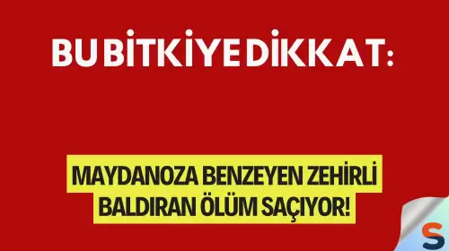 Bu Bitkiye Dikkat: Maydanoza Benzeyen Zehirli Baldıran Ölüm Saçıyor!