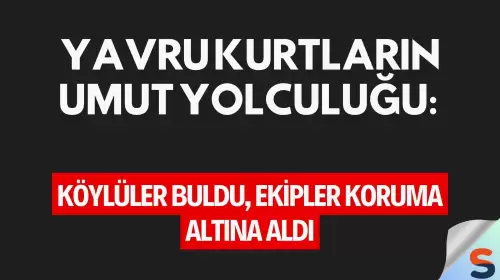 Yavru Kurtların Umut Yolculuğu: Köylüler Buldu, Ekipler Koruma Altına Aldı