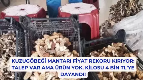 Kuzugöbeği Mantarı Fiyat Rekoru Kırıyor: Talep Var Ama Ürün Yok, Kilosu 4 Bin TL’ye Dayandı!