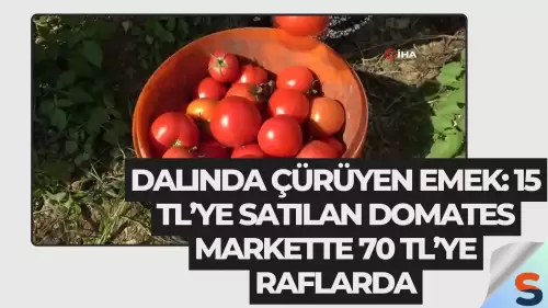 Dalında Çürüyen Emek: 15 TL’ye Satılan Domates Markette 70 TL’ye Raflarda