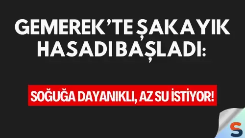 Gemerek’te Şakayık Hasadı Başladı: Soğuğa Dayanıklı, Az Su İstiyor!