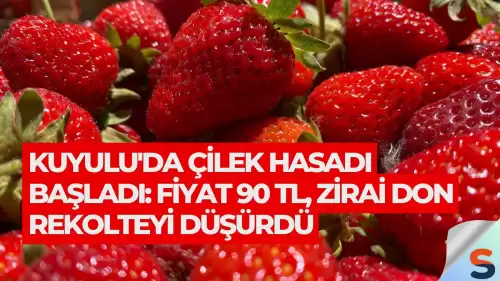 Kuyulu'da Çilek Hasadı Başladı: Fiyat 90 TL, Zirai Don Rekolteyi Düşürdü