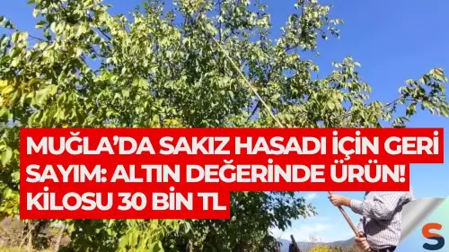 Muğla’da Sakız Hasadı İçin Geri Sayım: Altın Değerinde Ürün! Kilosu 30 Bin TL