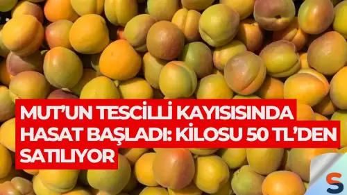 Mut’un Tescilli Kayısısında Hasat Başladı: Kilosu 50 TL’den Satılıyor