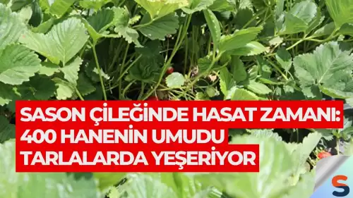 Sason Çileğinde Hasat Zamanı: 400 Hanenin Umudu Tarlalarda Yeşeriyor