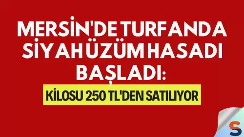 Mersin'de Turfanda Siyah Üzüm Hasadı Başladı: Kilosu 250 TL'den Satılıyor