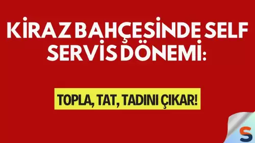Kiraz Bahçesinde Self Servis Dönemi: Topla, Tat, Tadını Çıkar!