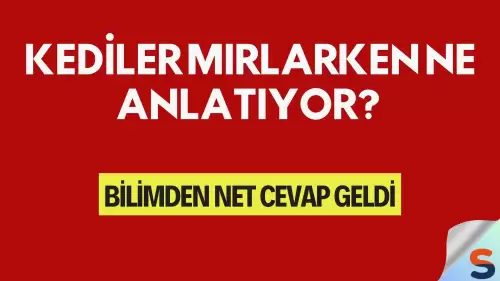 Kediler Mırlarken Ne Anlatıyor? Bilimden Net Cevap Geldi