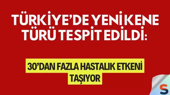 Türkiye’de Yeni Kene Türü Tespit Edildi: 30’dan Fazla Hastalık Etkeni Taşıyor