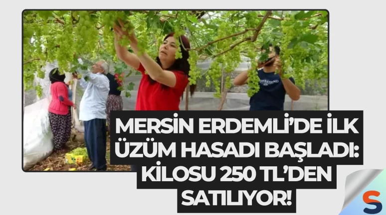 Mersin Erdemli’de İlk Üzüm Hasadı Başladı: Kilosu 250 TL’den Satılıyor!