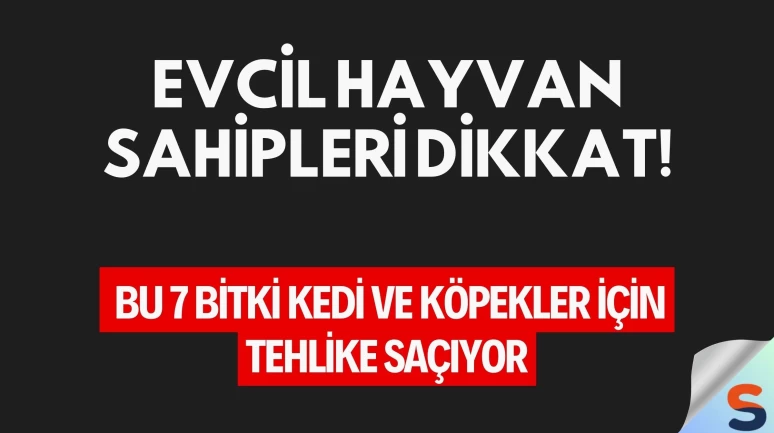 Evcil Hayvan Sahipleri Dikkat! Bu 7 Bitki Kedi ve Köpekler İçin Tehlike Saçıyor