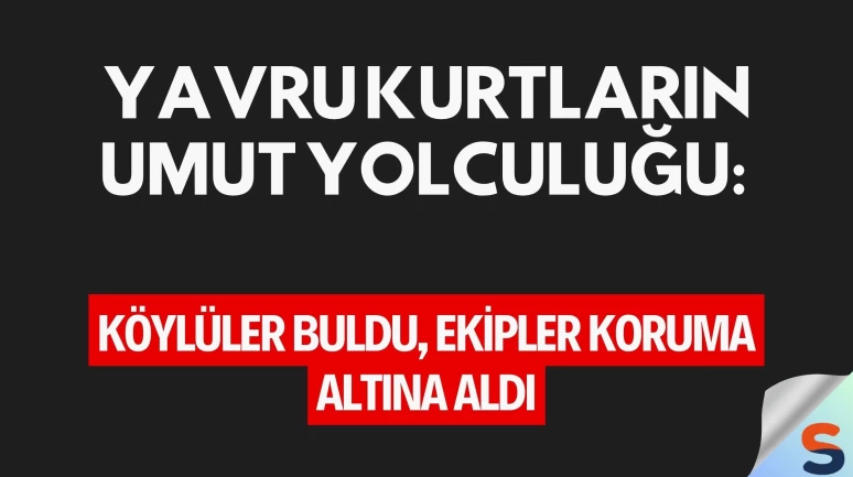 Yavru Kurtların Umut Yolculuğu: Köylüler Buldu, Ekipler Koruma Altına Aldı