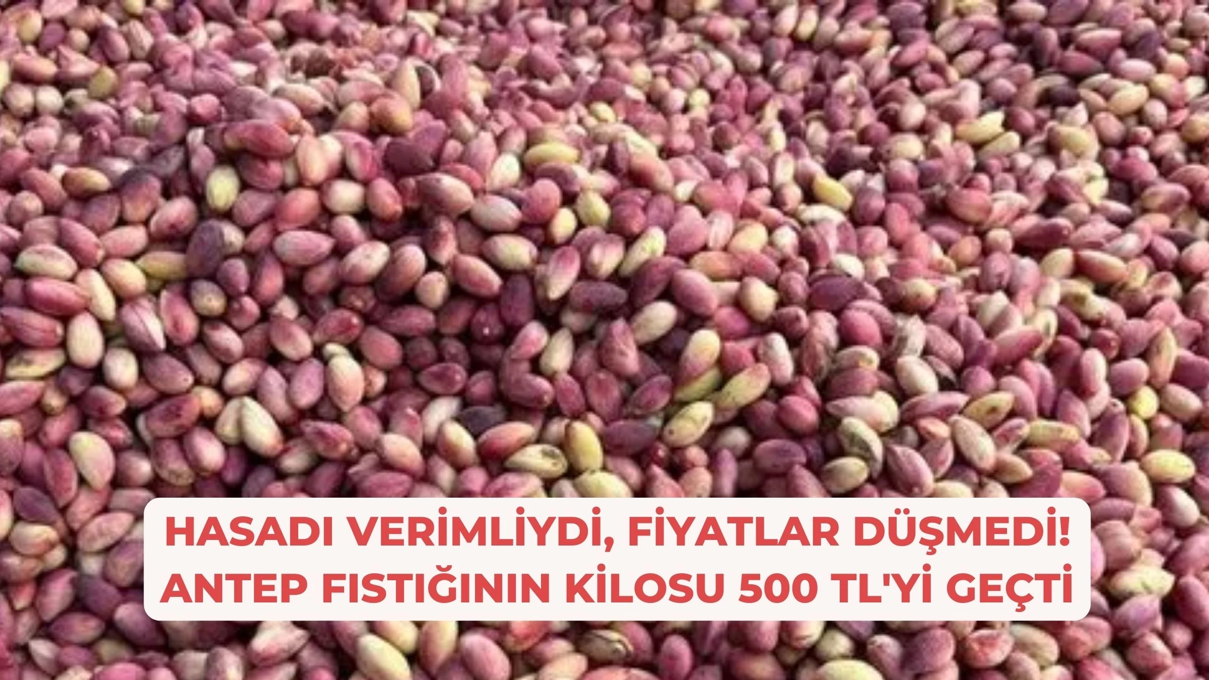 Hasadı Verimliydi, Fiyatlar Düşmedi! Antep Fıstığının Kilosu 500 TL'yi Geçti