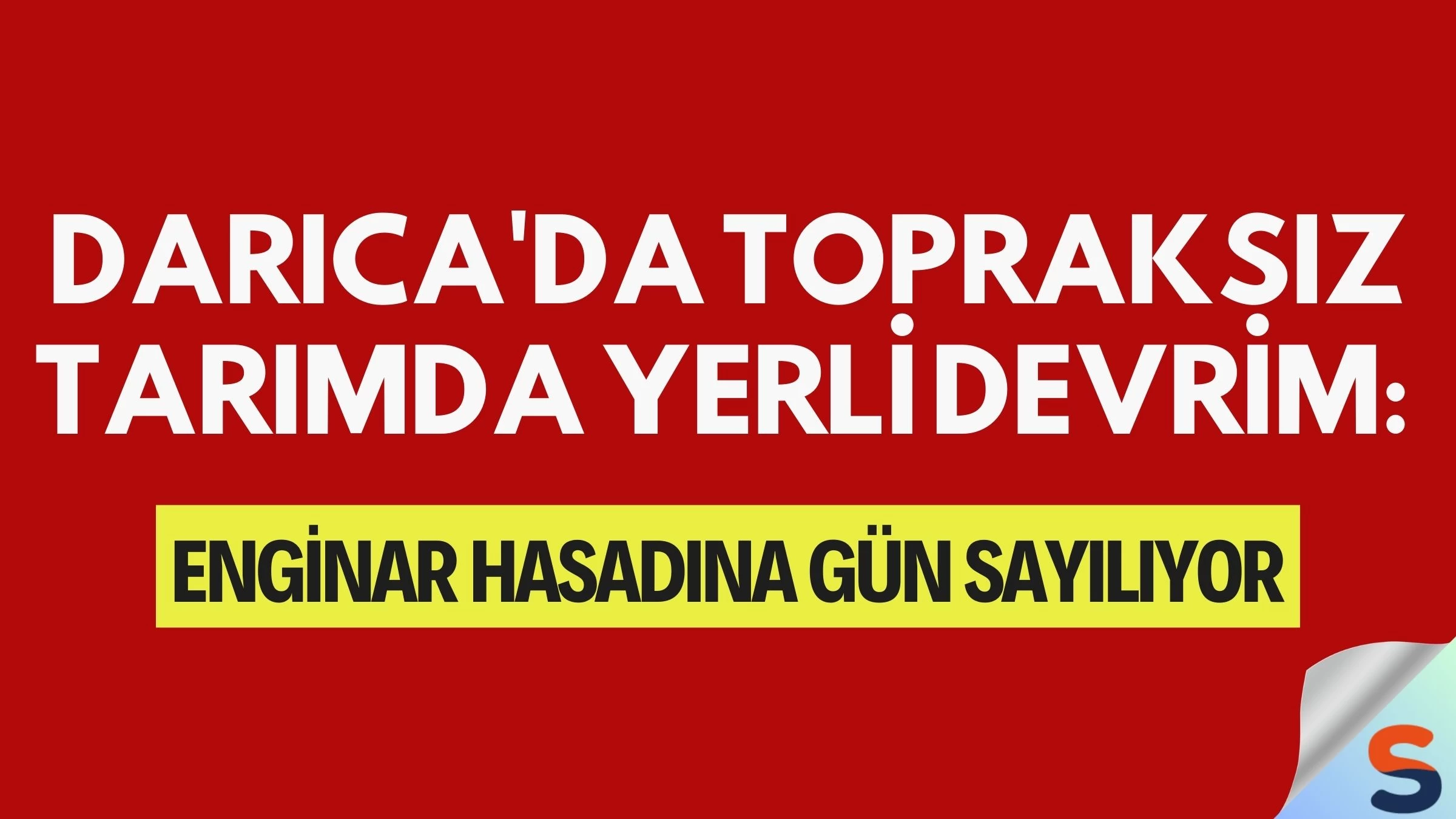 Darıca'da Topraksız Tarımda Yerli Devrim: Enginar Hasadına Gün Sayılıyor