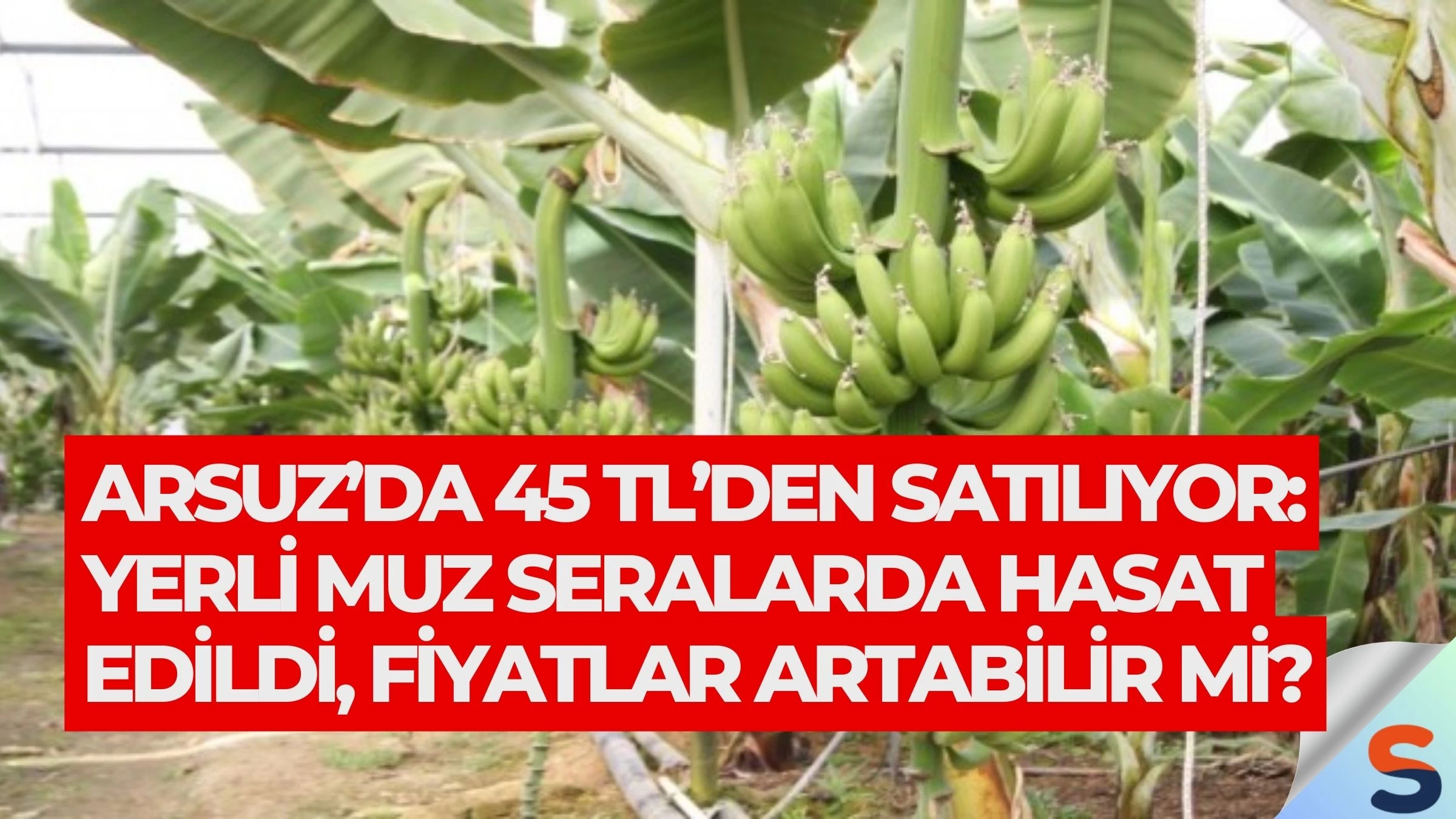Arsuz’da 45 TL’den Satılıyor: Yerli Muz Seralarda Hasat Edildi, Fiyatlar Artabilir mi?